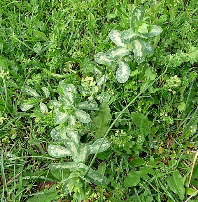 Cerinthe major / Erba-vajola maggiore